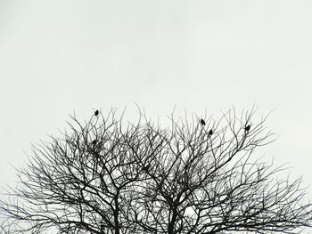 Low angle view of bare tree against clear sky