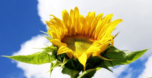 Close-up of sunflower against sky