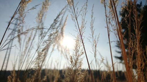 Low angle view of grass against sky