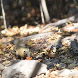 Close-up of duck on field