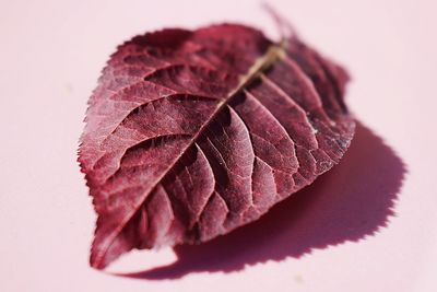 Close-up of dry leaf on table