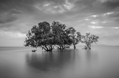 Tree by sea against sky