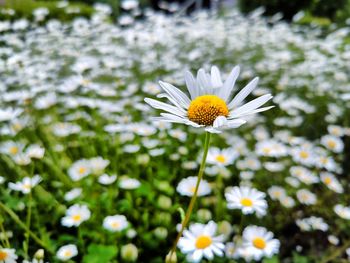 Close-up of white daisy flowers