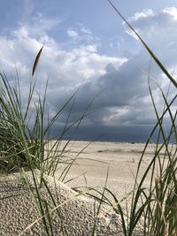 Plants growing on land against sky