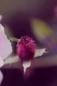 Close-up of pink flower