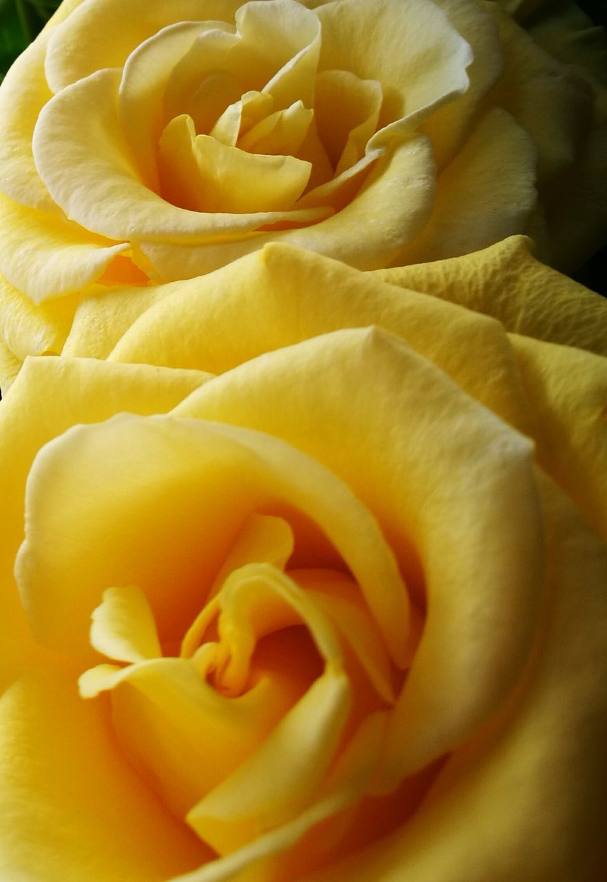 freshness, petal, flower, full frame, yellow, fragility, backgrounds, flower head, beauty in nature, no people, nature, close-up, rose - flower, growth, food, soft focus, plant, blooming, day