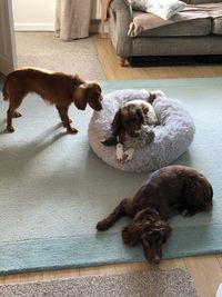 High angle view of dogs on floor at home