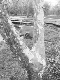 Trees in forest