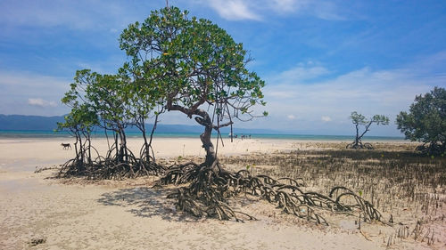 Tree on beach against sky