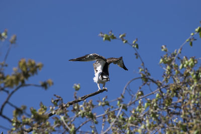 Low angle view of bird flying against blue sky