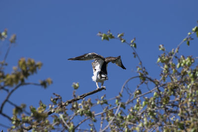Low angle view of red-tailed hawk perching on tree against clear blue sky