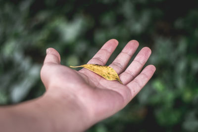 Close-up of hand holding leaf