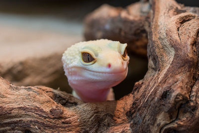 Close-up of young leopard gecko looking through tree trunk