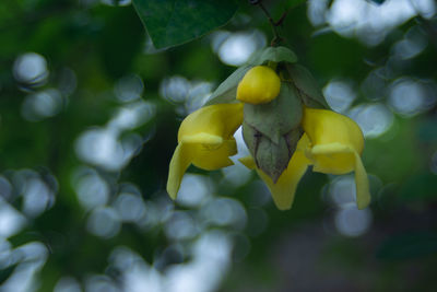 Close-up of yellow flowering plant