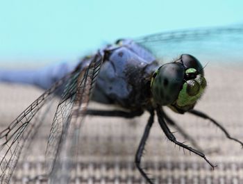 Close-up of insect