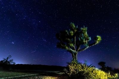 Trees against clear sky at night