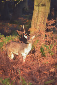 Deer in forest
