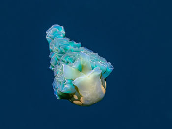 Close-up of jellyfish against blue background