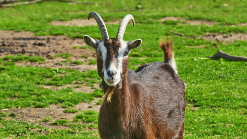 Portrait of deer on field