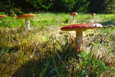 Close-up of fly agaric mushrooms growing on field 