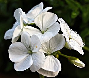 Close-up of white flowers