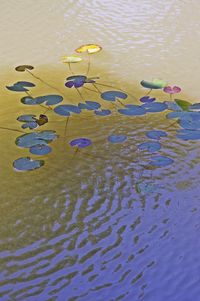 High angle view of ducks swimming in lake