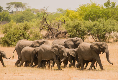 Elephants on landscape against sky