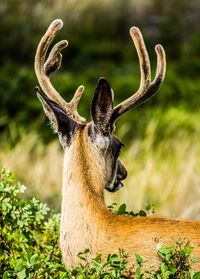 Deer in a field