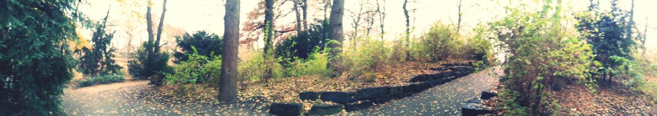 Plants growing on tree trunk