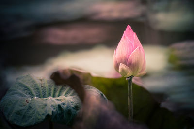Close-up of pink water lily