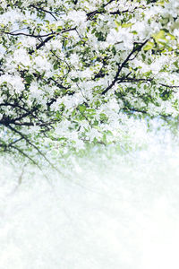 Low angle view of cherry blossom tree