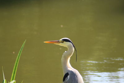 Bird in a lake