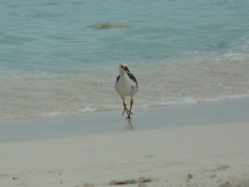 Scenic view of sea