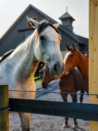 Grey alongside pharoah and casper of the bethlehem mounted police unit. 