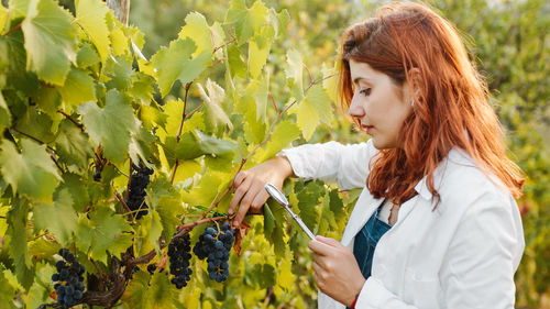 Winemaker checks red grapes in the vineyard