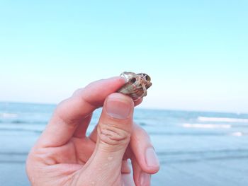 Close-up of hand holding seashell at beach