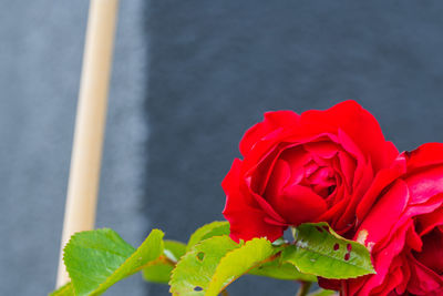 Close-up of red rose against blurred background