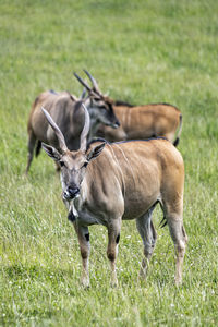 Horses standing in a field