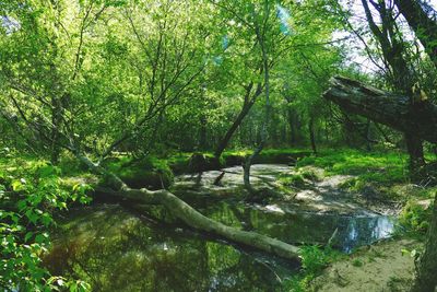 Scenic view of river amidst trees in forest