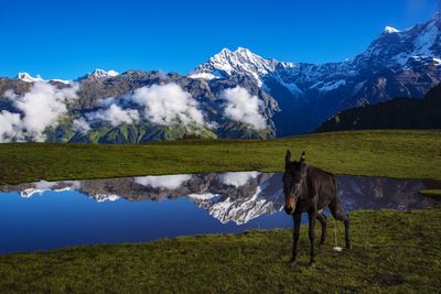 View of horse on field against mountain range