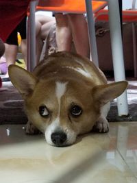 Portrait of dog relaxing on chair