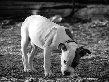 Dog on grass