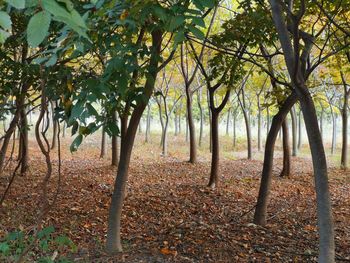 Trees in forest during autumn