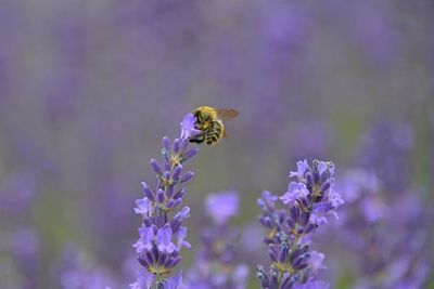 Close-up of bee pollinating on purple flower