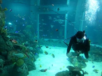 Fish swimming in water at aquarium