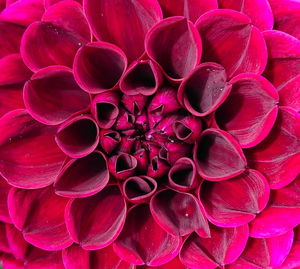 Full frame shot of pink dahlia