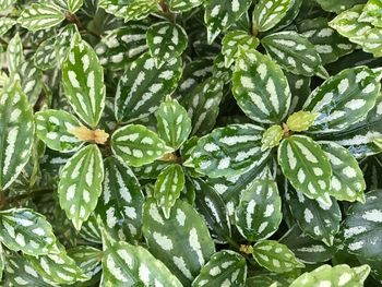 Full frame shot of leaves