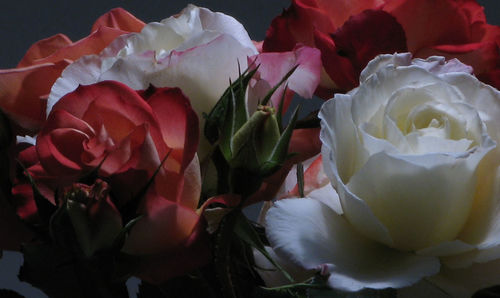 Close-up of roses blooming outdoors