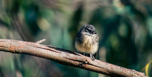 Close-up of grey fantail perching on branch