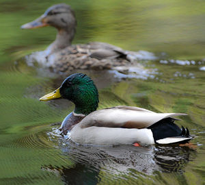 Duck swimming in lake